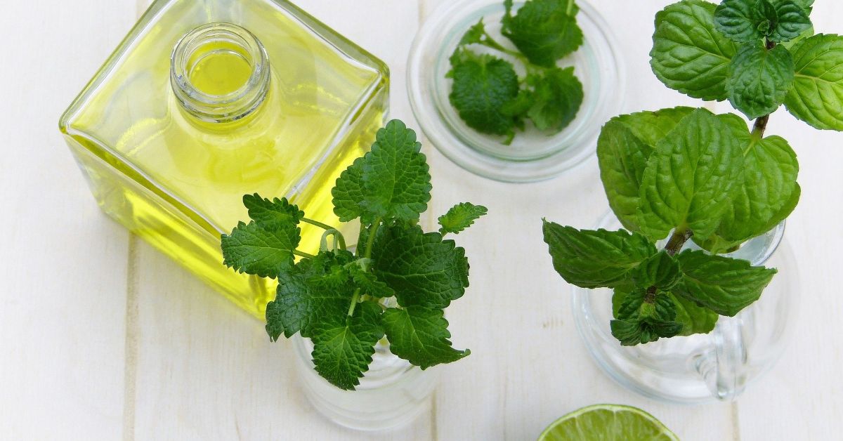 Essential Oil Peppermint: 6 Amazing Uses To Know