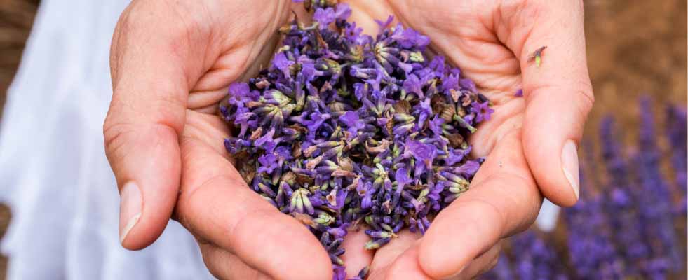 Essential Oil Lavender: Unlock Its Soothing Benefits 2 Essential Oil Lavender: Unlock Its Soothing Benefits 1