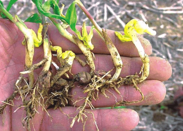 Serpentina: The Ultimate Natural Remedy for Improved Health!" 3 Serpentina: The Ultimate Natural Remedy for Improved Health!" 2