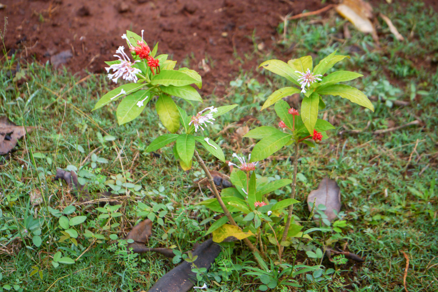 Serpentina: The Ultimate Natural Remedy for Improved Health!" 2 Serpentina: The Ultimate Natural Remedy for Improved Health!" 1